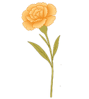 Carnation